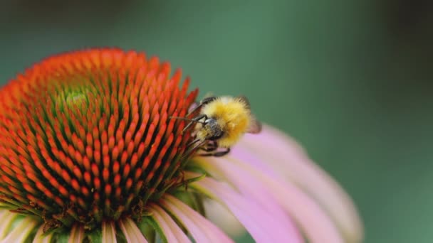 Bumblebee em uma Echinacea rosa — Vídeo de Stock