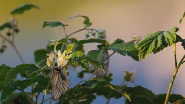 Schwarzer geäderter weißer Schmetterling bei Sonnenuntergang — Stockvideo