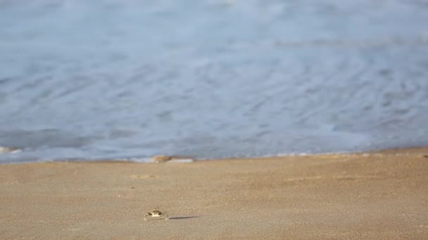 Little crabs on the sandy shore — стоковое видео