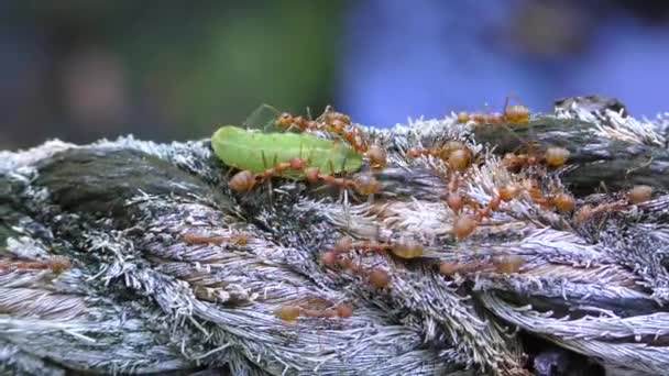 Ants attacked a caterpillar — Stock Video