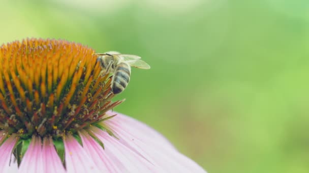 Macro, bee on echinacea — стоковое видео