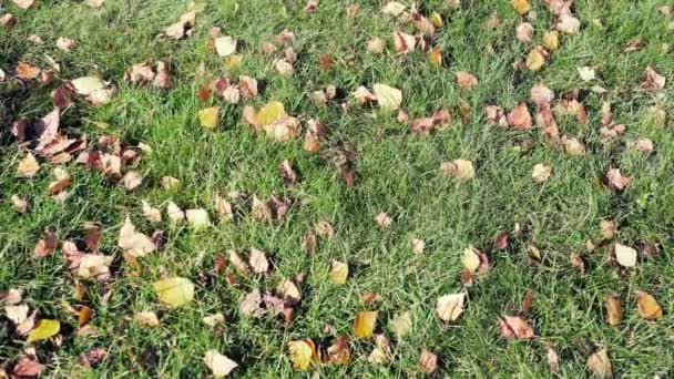 Čištění zahrady z podzimního listí — Stock video