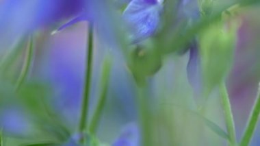 Yaz çiçekleri ve yaban arısı