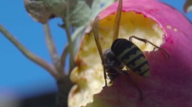 Yaban arısı elma yiyor.