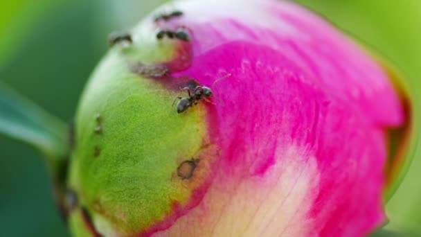 Mrówki na słodkim kwiatku piwonii — Wideo stockowe