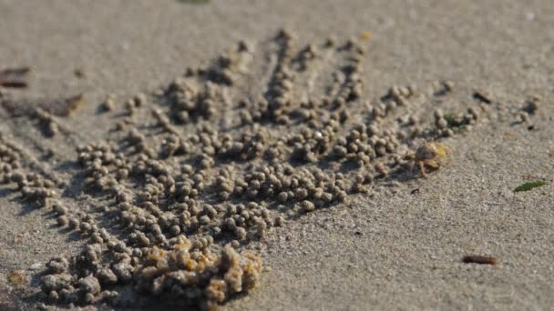 Soldier Crab Roll Sand Balls — Video