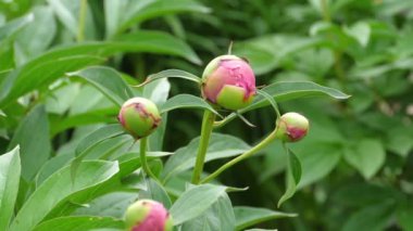 Pembe şakayık otu yakın plan.