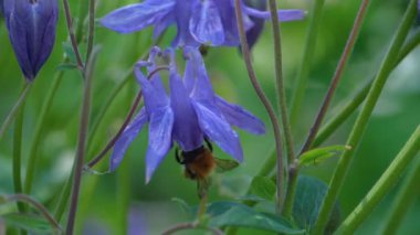 Bumblebee aquilegia çiçek
