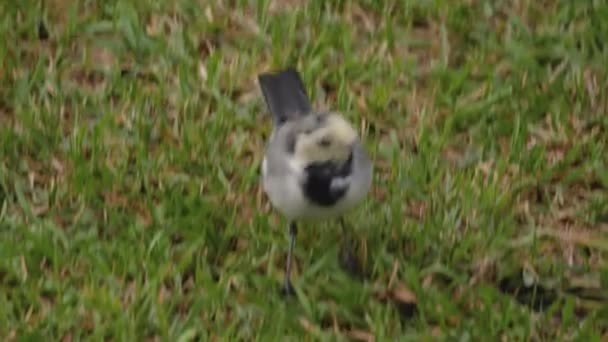 Wildvogel Bachstelze auf Gras — Stockvideo
