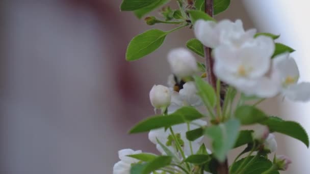 Bumblebee on Apple blossom in spring blooming garden — Stok Video