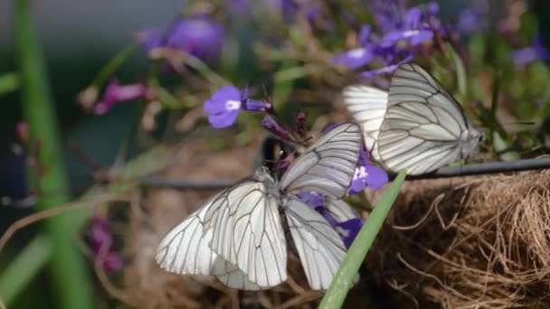 Mariposa blanca veteada negra — Vídeos de Stock