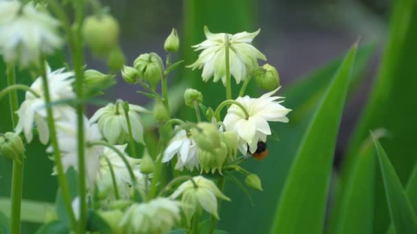 Aquilegia 꽃에 꿀벌 — 비디오