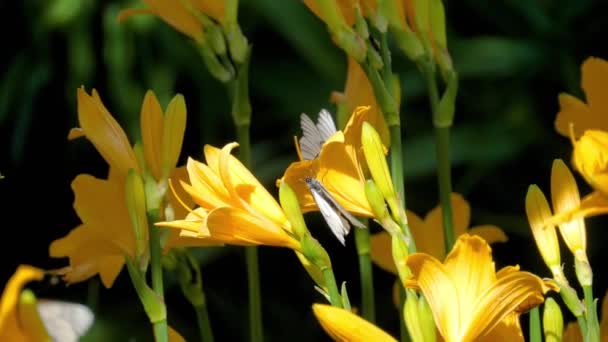 Black Veined White butterfly on day-lily flower