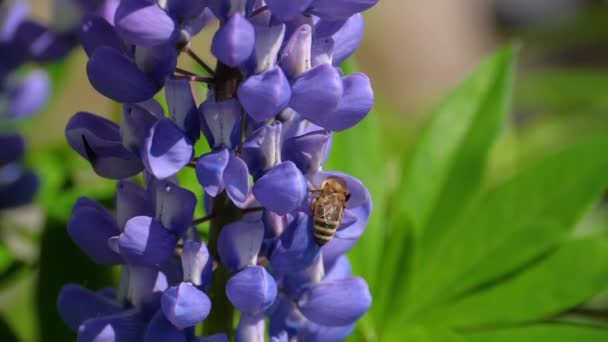 Pszczoła na niebieskim kwiatku łubinu — Wideo stockowe