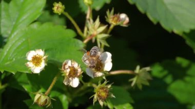 Çilek çiçek arıya
