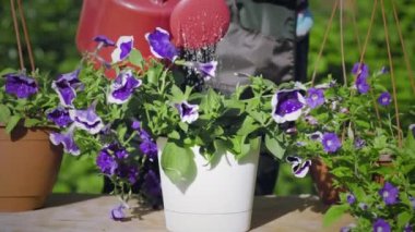 Çiçekleri sulamak, bahçeyle uğraşmak.