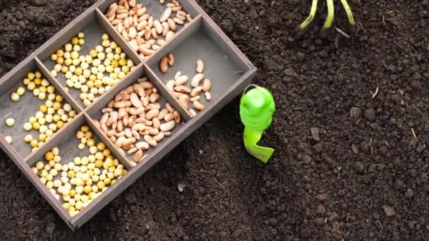 Bohnen und Erbsen anbauen — Stockvideo