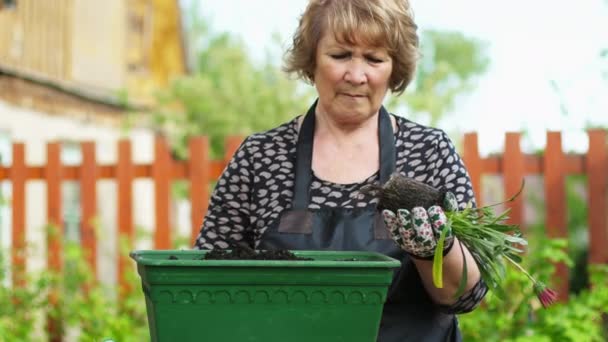 Frau pflanzt eine Blume — Stockvideo