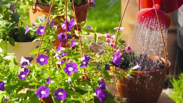 Riego de petunias en el jardín — Vídeo de stock