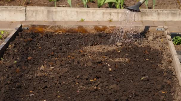 Water dry soil with a watering can — Video