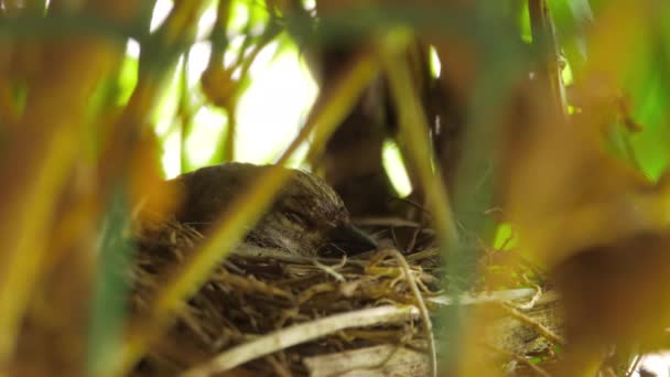 Caring mother bird in the nest — Stockvideo