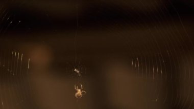 Örümcek ağı güneşte parlıyor