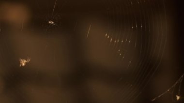 Web günbatımı ışığında küçük bir örümcek