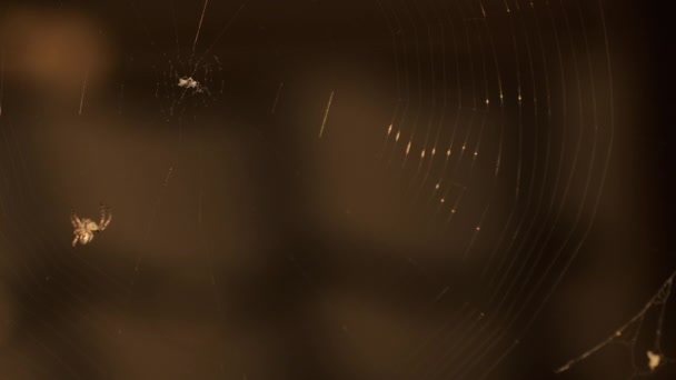 Μικρή αράχνη στο φως ηλιοβασιλέματος ιστού — Αρχείο Βίντεο