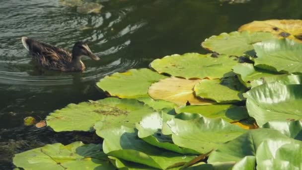 鸭在池塘里，绿水百合花 — 图库视频影像