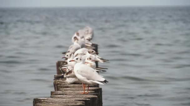 Row of seagulls sitting on the sea — Stock video