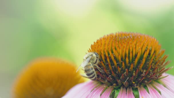 蜜蜂和松果菊的花 — 图库视频影像