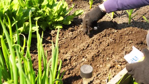 Sow seeds into soil in spring — Vídeo de stock
