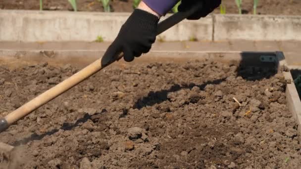 Loosen the soil with a rake — стоковое видео