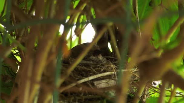 Linnet chick in the nest — Vídeo de stock