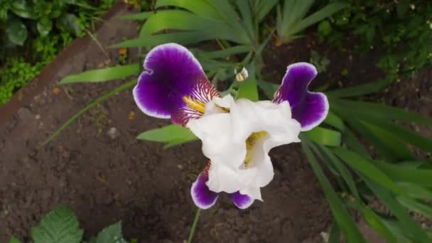 Πορφυρό λουλούδι ίριδας, κορυφαία άποψη — Αρχείο Βίντεο