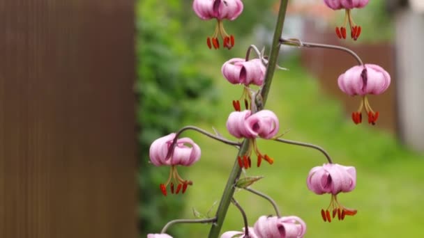 Pink lily blooms in the garden — Vídeo de Stock