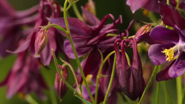 Dark burgundy aquilegia — 图库视频影像