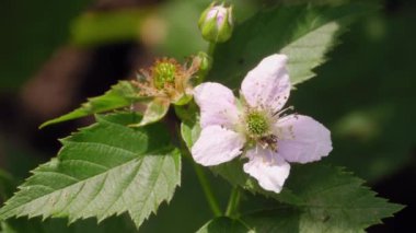 Çiçek açan meyveler, yaz