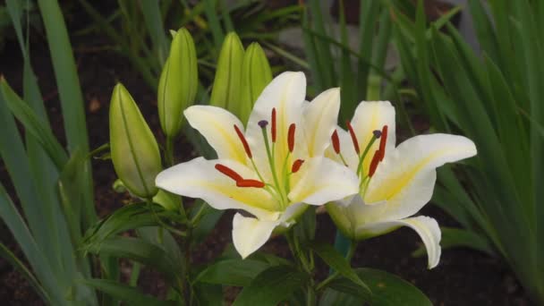Garden white lily bush — Wideo stockowe