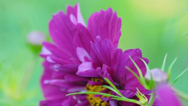 Cosmeya flower close-up. Cosmos. Macro — Wideo stockowe