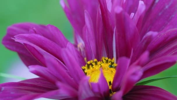 Närbild av rosa blomma kosmos och myra — Stockvideo