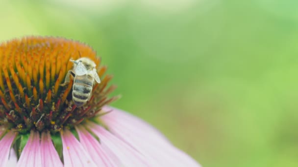 Insectos en verano, vida en la naturaleza — Vídeo de stock