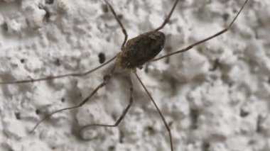 Babam uzun bacaklı örümcek