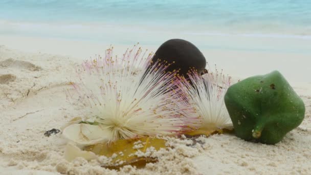 Flower and fruit of Barringtonia asiatica — Stock video