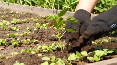 Bahçede sebze yetiştiriyorum.