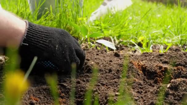 Semis de petite plante à planter — Video