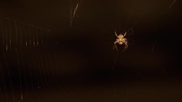 Close-up van een spin op een spinnenweb — Stockvideo