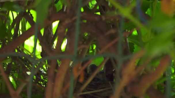 Nest with Hungry Linnet Chicks — ストック動画