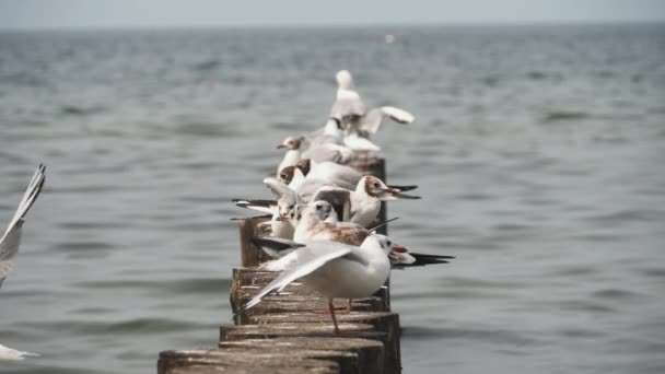 Many seagulls on the sea — Video