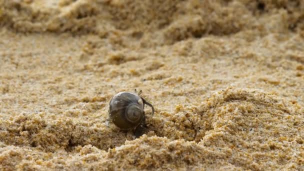 Caranguejo eremita na praia de areia — Vídeo de Stock